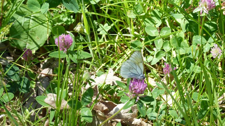 A close-up of a meadow with clover. A white butterfly on a flower of red clover 