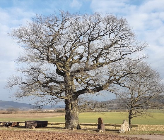 Dik eiken Altrich, © Tourist Information Wittlich Stadt & Land