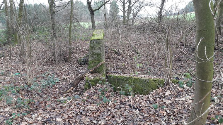 In een dicht bos staat een met mos bedekte rotsblok. Eromheen liggen veel droge bladeren en hier en daar wat planten.