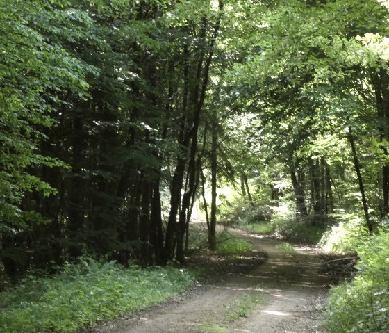Tracé du chemin de randonnée dans la forêt, © TI Bitburger Land