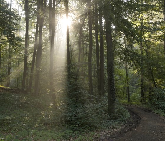 Forêt, © Kappest/Vulkanregion Laacher See