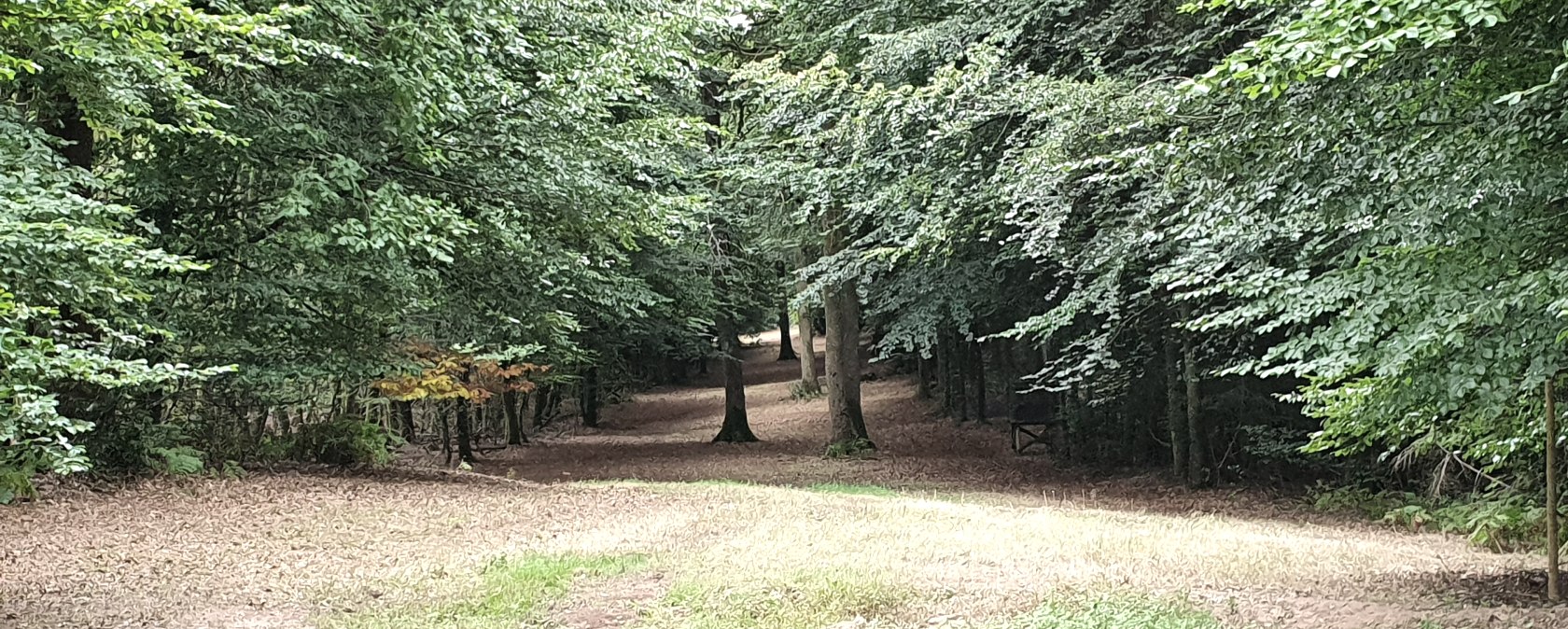 A forest clearing with a dense green canopy and a narrow path leading through the forest. The ground is covered with leaves., © TI Bitburger Land - Steffi Wagner