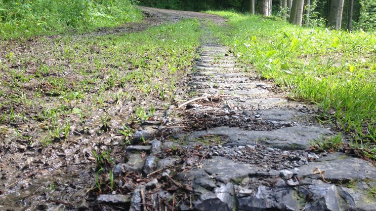 A narrow path in the forest with grassy ground and some stones. Surrounded by trees and gentle lighting conditions.