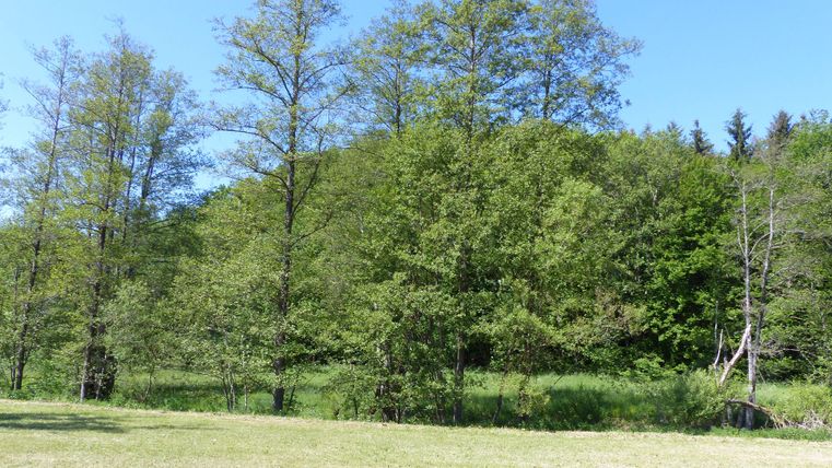 Some large trees behind a meadow in the sunshine