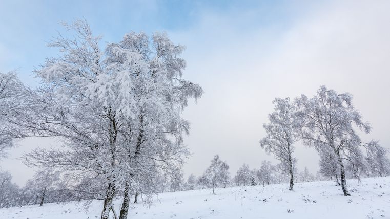 Arbres enneigés dans un paysage de landes hivernales sous un ciel bleu.