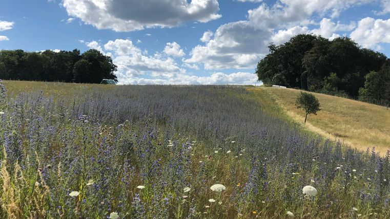 Pré fleuri avec des fleurs mauves et blanches sous un ciel bleu avec des nuages.