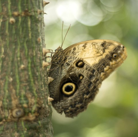 Schmetterling1, © Eifalia