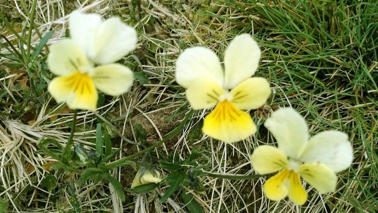 Trois fleurs jaunes et blanches poussent sur une herbe verte. Elles ont une structure délicate et dégagent de la fraîcheur.