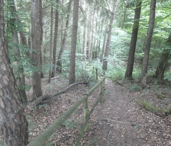 A narrow path leads through a dense forest, lined by a wooden railing. Tall trees and green foliage surround the path., © Tourist-Information Bitburger Land