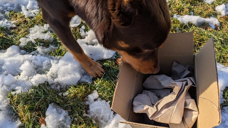 Un chien renifle curieusement une boîte qui se trouve sur la neige. La boîte contient du papier froissé.