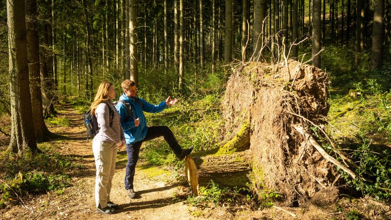 Two people are standing in the forest next to a fallen tree. They are discussing and exploring the nature around them.