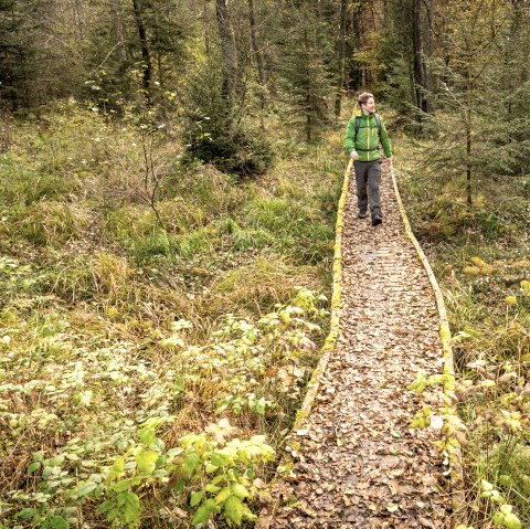 Passerelle sur le sentier des marais Schneifel, © Eifel Tourismus GmbH, Dominik Ketz