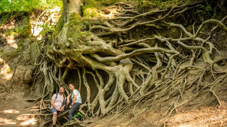 Twee mensen zitten onder een boom met blootliggende wortels in het bos.