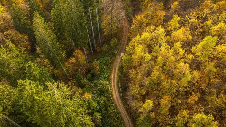 Eine malerische Landschaft mit buntem Laub und hohen Bäumen. Ein schmaler Weg schlängelt sich durch den Wald.