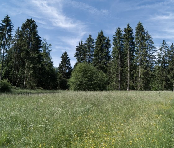 Eifelspur Pingenwanderweg - Door kruidenweiden, © Nordeifel Tourismus GmbH