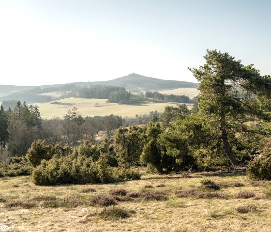View of the Eifel and junipers on the Bergheidenweg dream trail, © Eifel Tourismus GmbH, D. Ketz