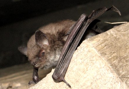 Wasserfledermaus, © Verbandsgemeinde Mendig