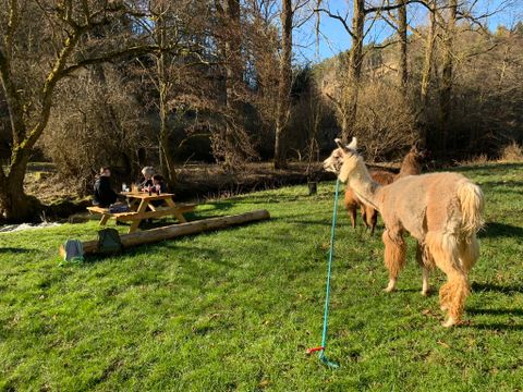Une prairie avec un lama attaché à une corde. À l'arrière-plan, des gens sont assis à une table de pique-nique.