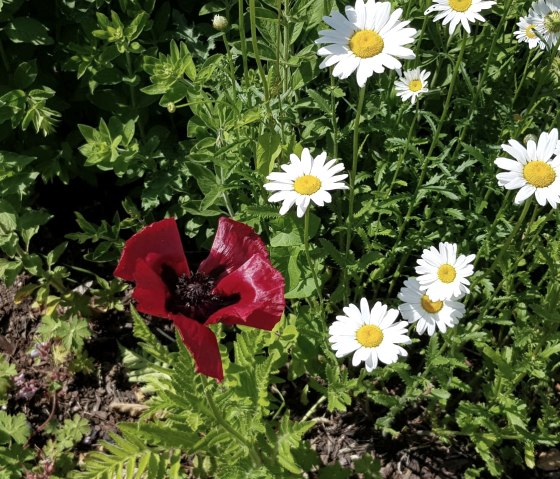 Rote Mohnblume neben weißen Gänseblümchen im Grünen am Wegesrand der Route 75., © TI Bitburger Land