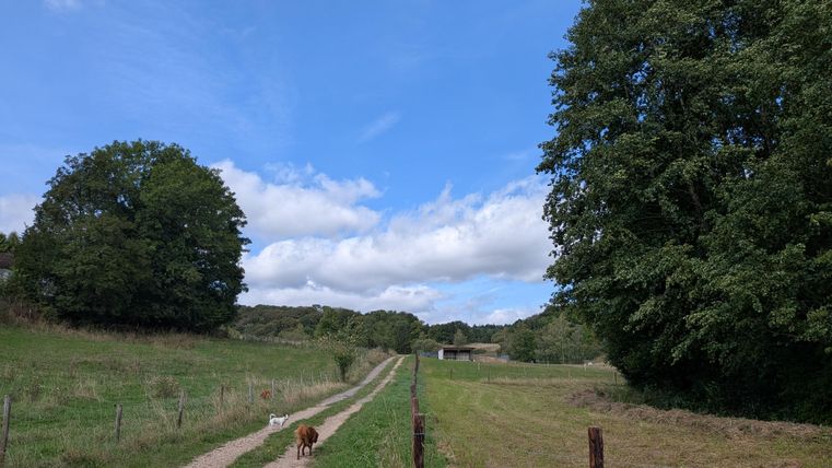 Ein ruhiger Weg führt durch eine grüne Landschaft mit Bäumen und wolkigem Himmel. Ein Hund läuft entlang des Weges.