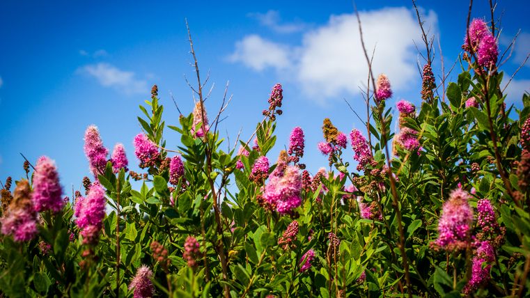 Roze bloemen voor een blauwe lucht met wolken.