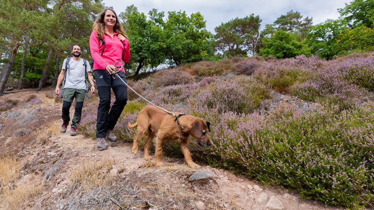 Paar mit Hund wandert durch Heide in der Eifel
