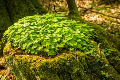 A tree stump covered in fresh green moss and small plants. The scene conveys a calm, natural forest character.