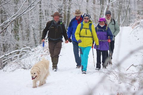 A ranger leads a group through a misty forest. He is holding a light-colored dog on a leash.