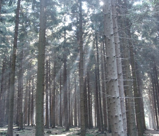 View of the Hürtgen Forest