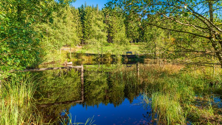 Een rustige vijver in het bos met groene bomen en een houten loopbrug op de achtergrond.