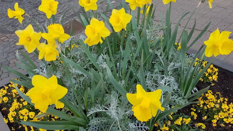 Un parterre de fleurs coloré avec des jonquilles jaune vif et des feuilles vertes. Les fleurs créent une atmosphère joyeuse et accueillante.