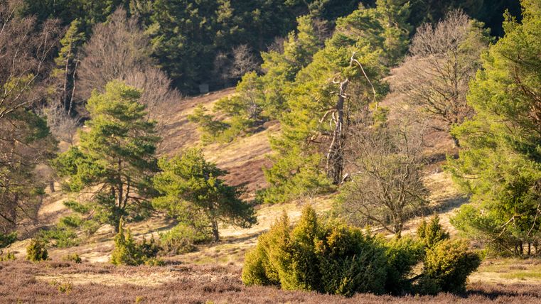 Landschaft mit Heide und Wacholderbüschen in der Eifel.