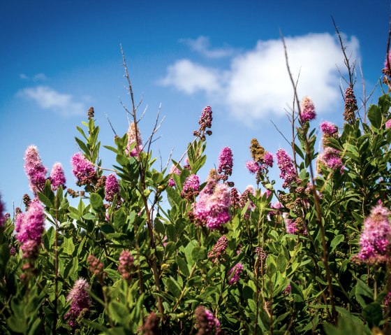Rosa Blüten ragen in den blauen Himmel mit vereinzelten Wolken. Die Pflanzen sind üppig und grün, typisch für einen sommerlichen Wegesrand., © TI Bitburger Land - Monika Mayer