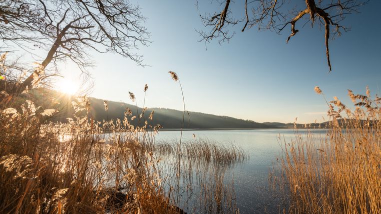 Sonnenuntergang am Laacher See mit Schilf im Vordergrund und Bäumen am Ufer.