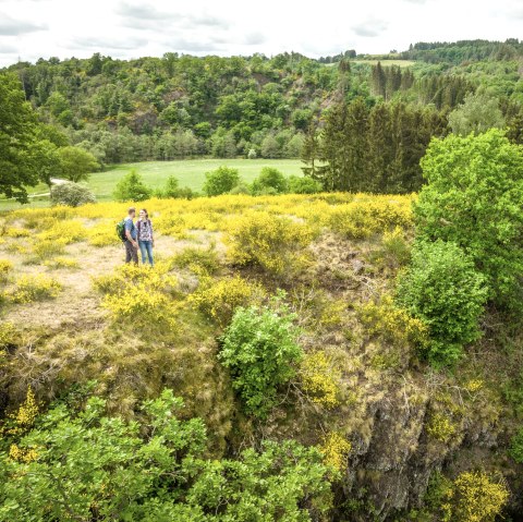 Ginster auf der Eifelgold Route, © Eifel Tourismus GmbH, Dominik Ketz