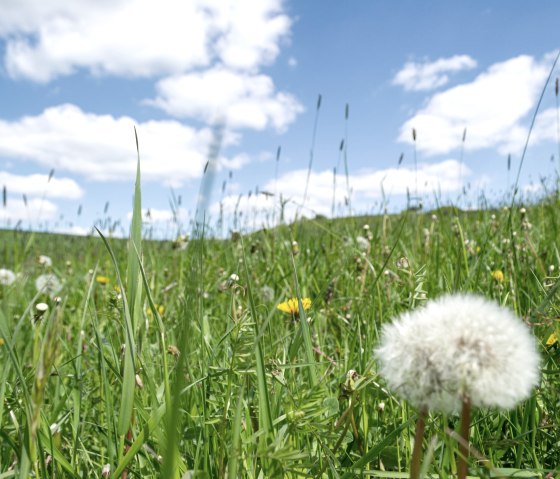 Eifelspur Münstereifelsteig trail - wild herb meadow, © Nordeifel Tourismus GmbH