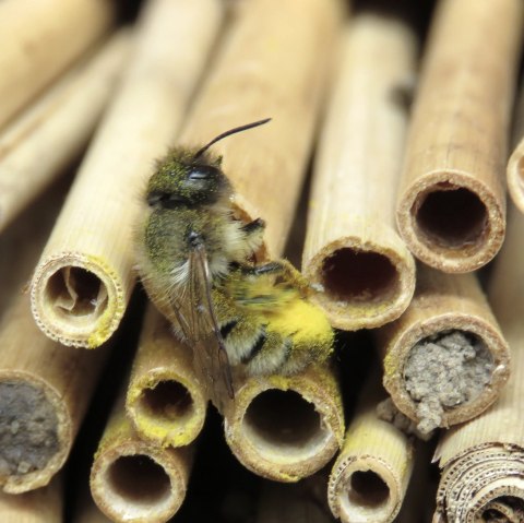 gelbe Mauerbiene, © Uschi Börner