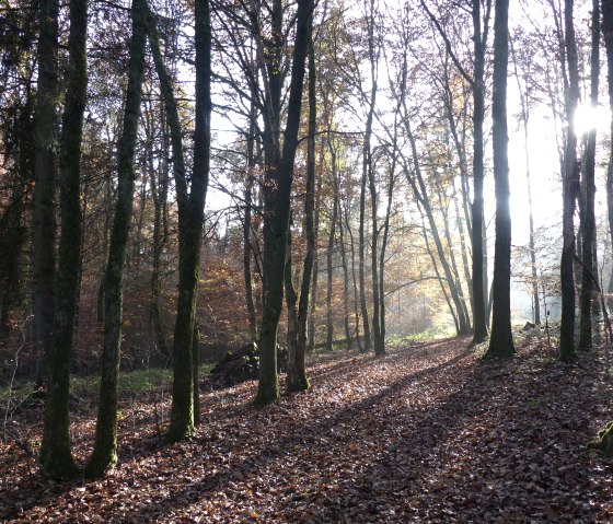 Randonnée à travers la forêt, © Tourist-Information Islek