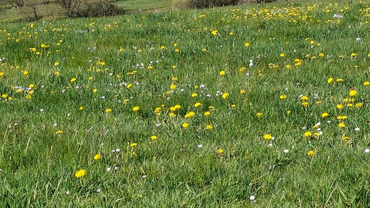 Een groene weide met kleurrijke bloemen en bomen. Op de achtergrond zijn huizen en een blauwe hemel zichtbaar.