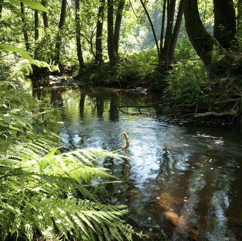 De rivier de Irsen op het Irsenpad, © Naturpark Südeifel, Joelle Mathias