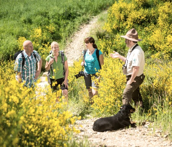 Rangerführung Ginsterblüte, © Nationalpark Eifel - Dominik Ketz