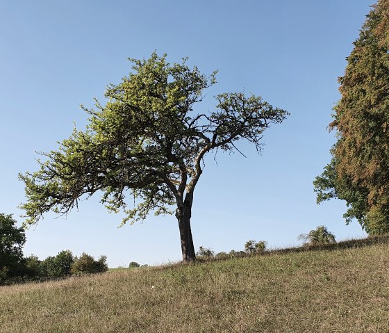 Un arbre isolé se dresse sur une prairie légèrement inclinée sous un ciel bleu clair. D'autres arbres sont visibles sur la droite., © TI Bitburger Land, Steffi Wagner