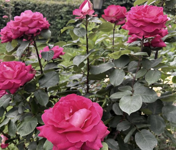 Rosengarten