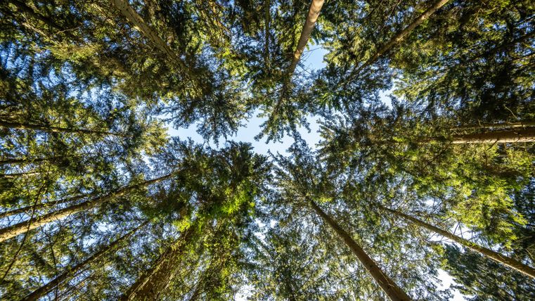 Een blik van onderen in een dicht bos. De hoge bomen rijzen naar de heldere lucht.