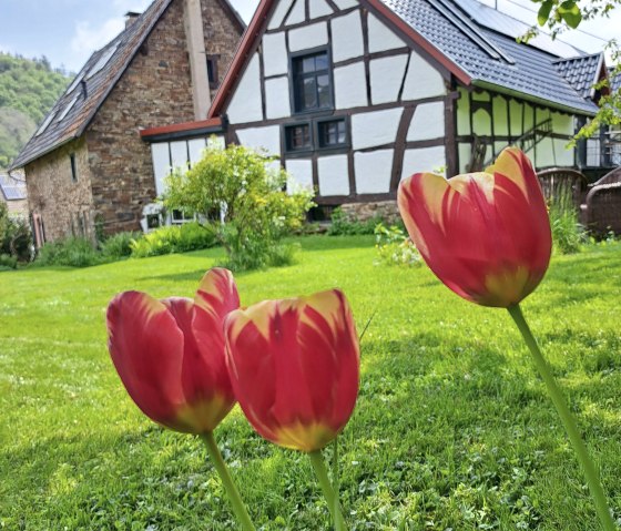 Spring is coming, © Pannhausen