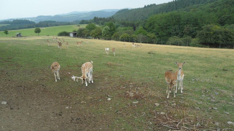 Des chevreuils broutent dans une prairie de l'enclos à gibier près de Winnerath, entouré de collines et de forêts.