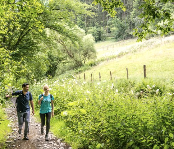 randonneurs sur des sentiers à travers la forêt et les prairies., © Eifel Tourismus GmbH, Dominik Ketz