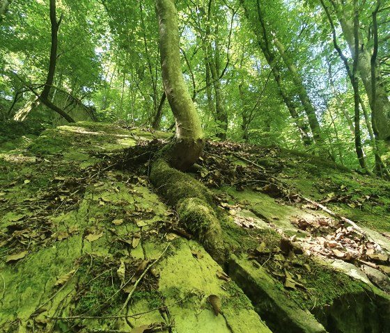A tree grows at an angle from a moss-covered rock in a dense, green forest. Sunlight falls through the canopy of leaves., © TI Bitburger Land