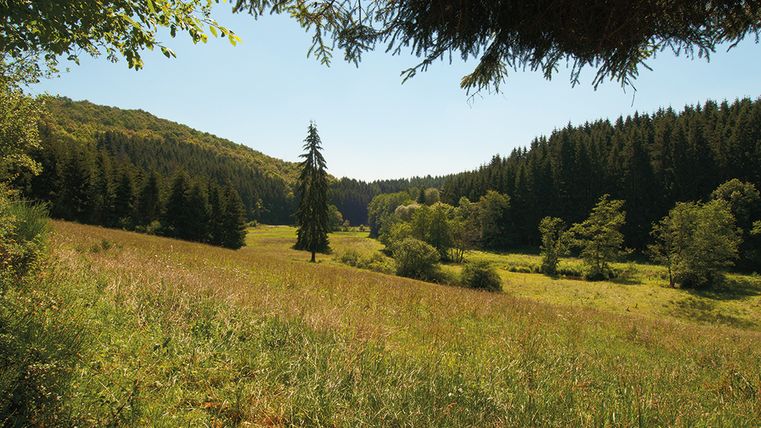Paysage de prairies et de forêts dans l'Eifel, journée ensoleillée.