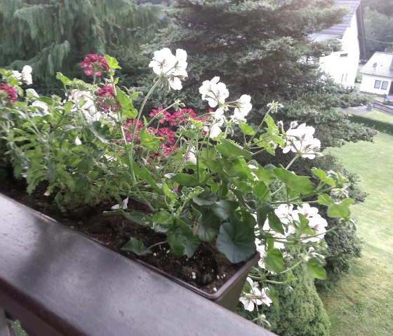 View from the balcony, © Poll